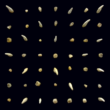 Clipping. feat Cam and China - 96 Neve Campbell (Visions of Bodies Being Burned 2020)