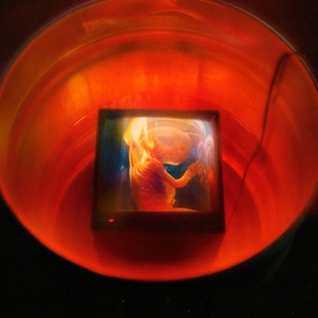 Goldlink feat Bibi Bourelly - Cindy's Daughter (Haram! 2021)