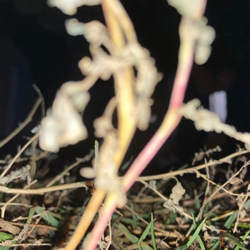 Золотые зубы и 10 дней без горячей воды - 2020 (Зима любви 2023)