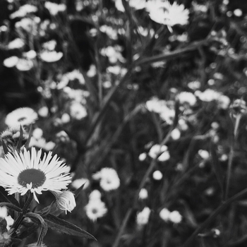 Альбом Vacay N i g h t s