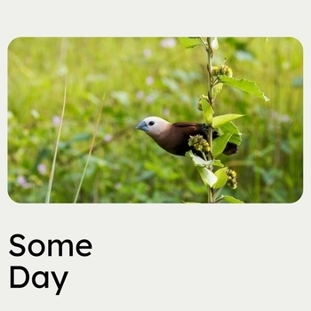 Lofi Sleep - Dogs in the Park (Some Day 2022)