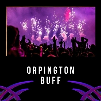 Lofi Nation - Triumph (Orpington Buff 2022)
