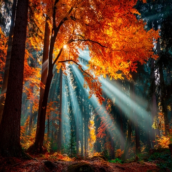 Альбом Золотые нотки листопада Гармония музыки