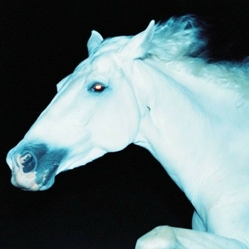 THz - 白い馬