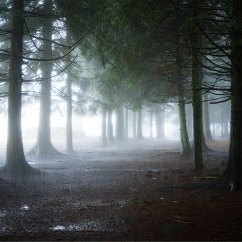 Альбом Музыка Природы (Классическая Музыка Для Сна И Атмосферные Звуки Дождя И Шум Леса Успокаивающая Музыка Для Детей Белый Шум) Andrey Filippov, Звуки сна Окружающие Шумы