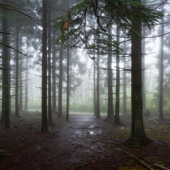 Альбом Музыка Леса (Шум Леса Шум Дождя Пение Птиц Шум Моря Белый Шум Для Сна Звук Костра Детские Песни Детские Колыбельные Детские Сказки Музыка Для Сна Малыша Атмосферные Звуки Успокаивающая И Усыпляющая Музыка) Andrey Filippov, Звуки сна Окружающие Шумы