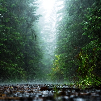 Альбом Прекрасный Волшебный Лес Andrey Filippov, Сказки