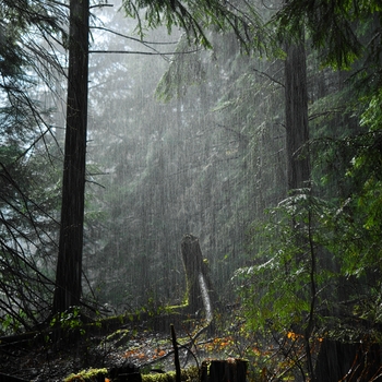 Альбом Мягкие Облачка (Музыка Для Сна И Шум Леса) Andrey Filippov, Звуки сна Окружающие Шумы
