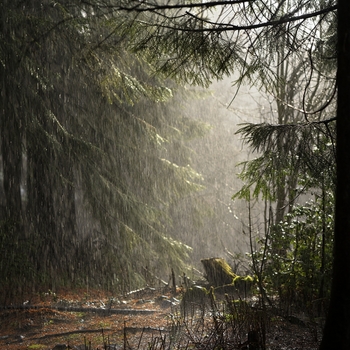 Альбом Сон Младенца (Звуки Природы И Шум Леса Для Сна Атмосферные Звуки) Andrey Filippov, Звуки сна Окружающие Шумы