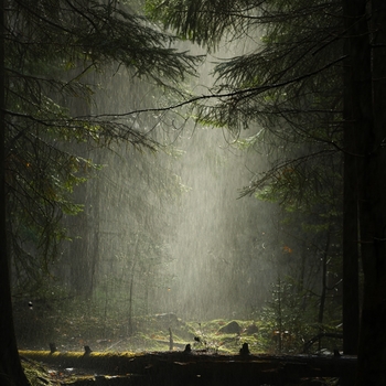 Альбом Доброе Утро (Шум Леса И Природы) Andrey Filippov, Звуки сна Окружающие Шумы