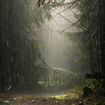 Альбом Атмосферные Звуки Леса И Дождя Andrey Filippov, Звуки сна Окружающие Шумы