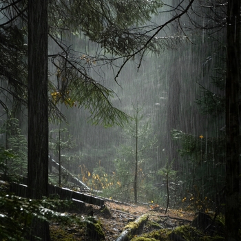 Альбом Тихий Лес И Успокаивающий Дождь Andrey Filippov, Звуки сна Окружающие Шумы