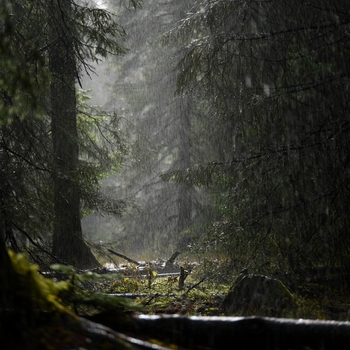 Альбом Спокойных Снов (Дождь, Лес И Природа) Andrey Filippov, Звуки сна Окружающие Шумы
