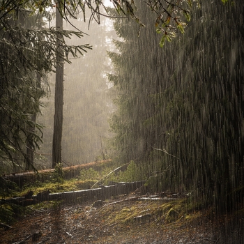 Альбом Журчание Рек и Шелест Листьев Andrey Filippov, Звуки сна Окружающие Шумы