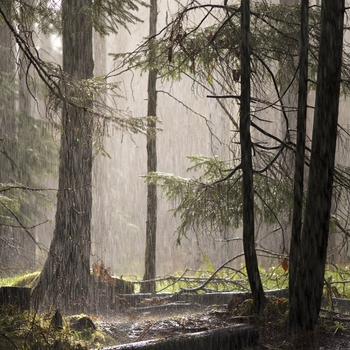 Альбом Шум Леса И Дождя Andrey Filippov, Звуки сна Окружающие Шумы