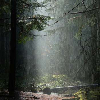 Альбом Расслабляющие Звуки Природы И Леса Andrey Filippov, Звуки сна Окружающие Шумы