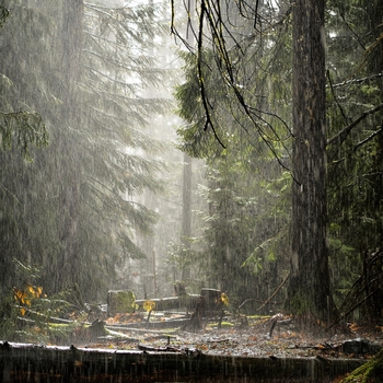 Альбом Успокаивающие Звуки Природы И Леса Andrey Filippov, Звуки сна Окружающие Шумы