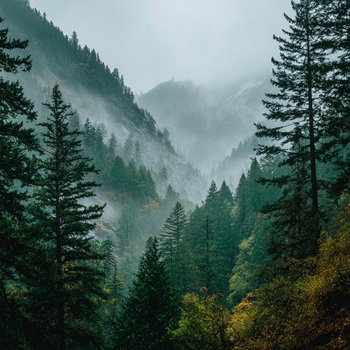 Альбом Шум дождя и осенний ветер Шум Дождя и Звук Грозы, Расслабляющая медицина, Звуки сна Окружающие Шумы