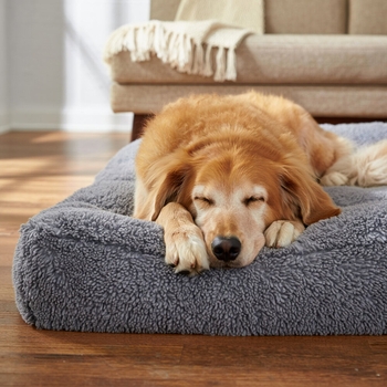 Альбом Белый Шум Для Сна (Музыка Для Собак И Собачья Музыка Для Сна Белый Шум И Звуки Для Сна) Andrey Filippov, Музыка для собак