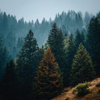 Альбом Шум дождя и гроза Шум Дождя и Звук Грозы, Расслабляющая медицина, Звуки сна Окружающие Шумы