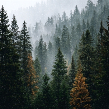 Альбом Шум дождя и тихий сон Шум Дождя и Звук Грозы, Расслабляющая медицина, Звуки сна Окружающие Шумы