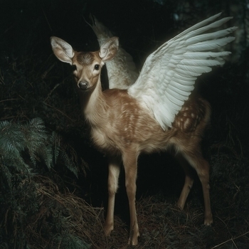 Альбом SHAMAN LO-FI: 20 Rituals for Healing, Sleep & Meditation LO-FI SHAMAN, Lo Fi Hip Hop, LO-FI BEATS