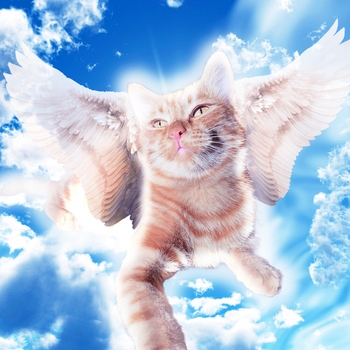 Simbachka - Прощай, дружок... (Мягких тебе облачков, малыш 2020)