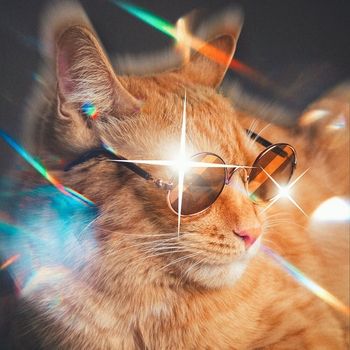 Simbachka - Я тигр (Симба младший 2021)