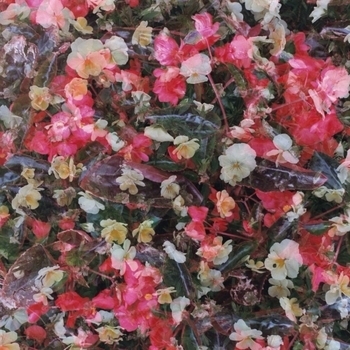 Автоспорт - Стой