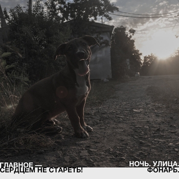 Ночь. Улица. Фонарь. - Лесополоса