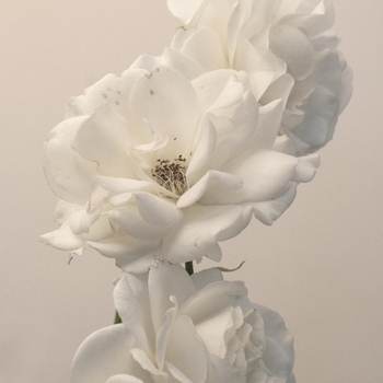 Imminence - Crawling (Acoustic ; Linkin Park cover)