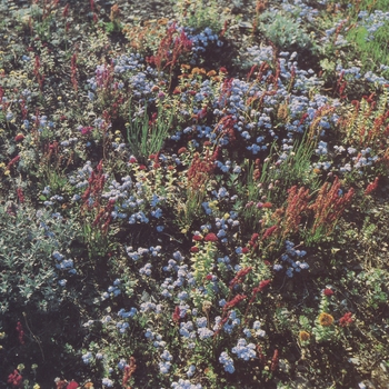 Motorama - Up (Before The Road 2021)