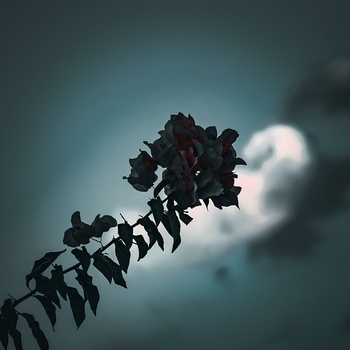 Gibran Alcocer - Idea 12