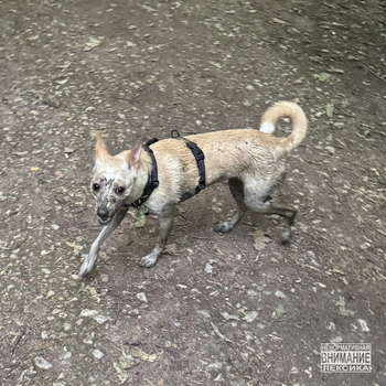 OG Buda - Сабака (A.d.h.d)