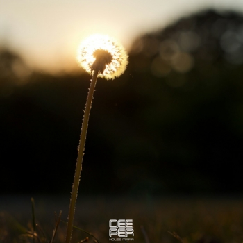 Dieez - Sweet Dreams (2025)