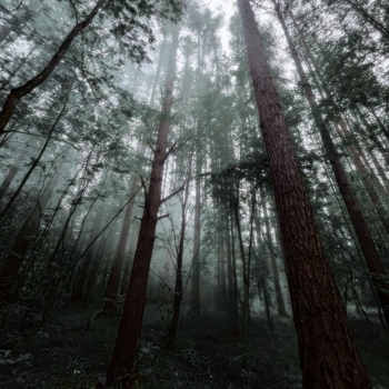 Money Flip - Forgotten dreams