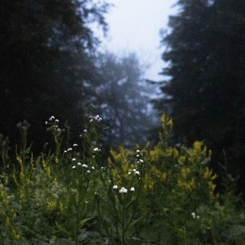 Money Flip - First Love