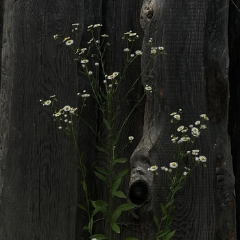 Money Flip, letdose - Hiding Place