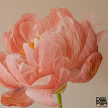 RILTIM, Aykan Emir - Symphonie