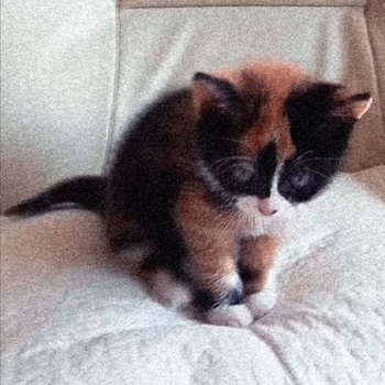 Sinalyx - Little kitten