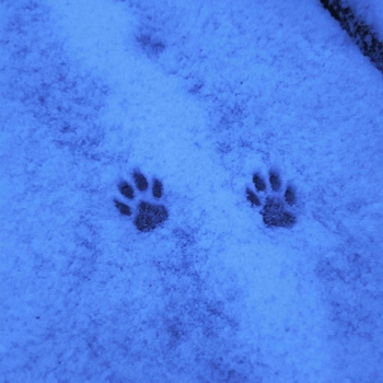 Sinalyx - trace of memory