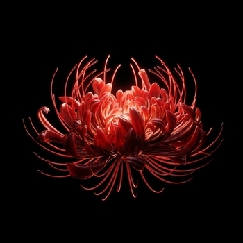 The Limba - С кем ты играешь?