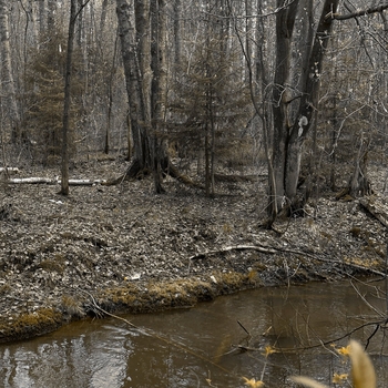 Blessed Mane - Goodbye