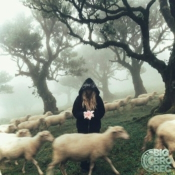 лил кидд - Гортензии