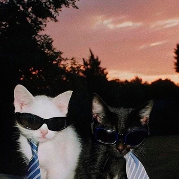 Зоха - Кен, забей