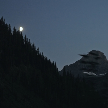 Tim Schaufert - Moss and Moon