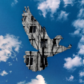 25/17 - Серый голубь