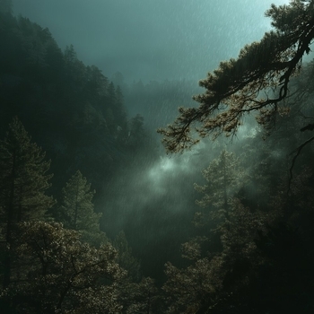 Альбом Музыка дождя и леса для расслабления – звуки природы и глубокий покой Спокойная фоновая музыка, Музыка для релаксации, Музыка для работы и фона, Спокойная музыка для сна, Музыка для учёбы