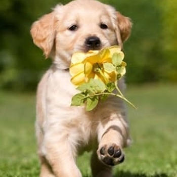 Olivia Dean - Carmen