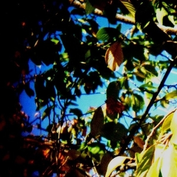 Coppice Halifax - M113-SSD